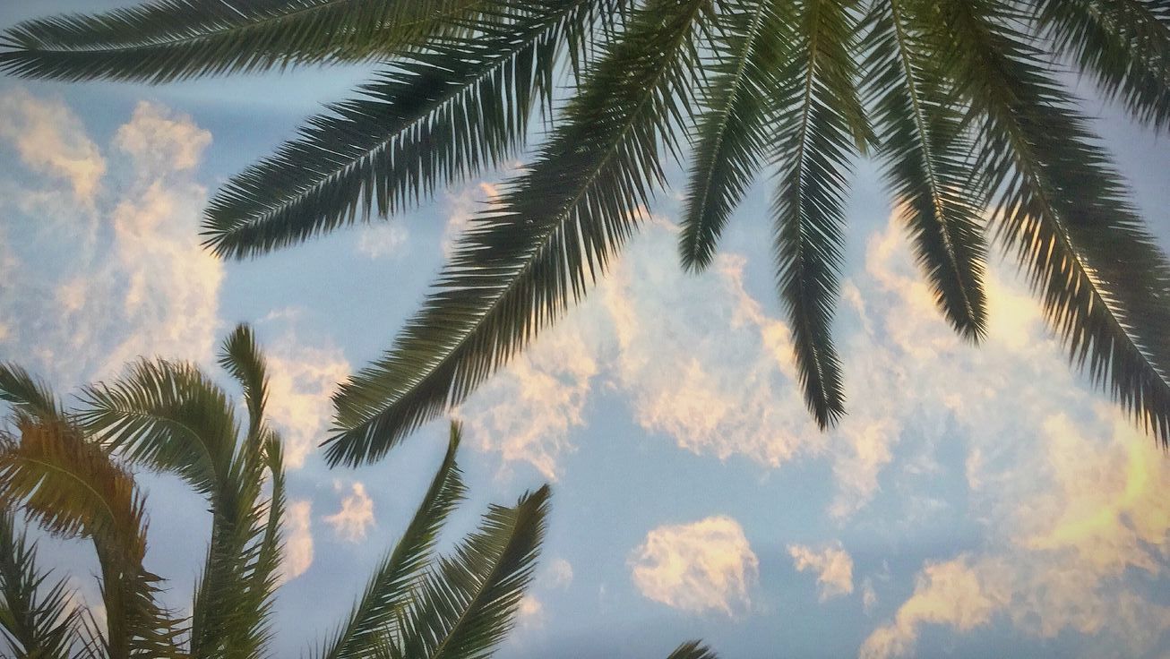 Coconut Tree in front of a evening sky
