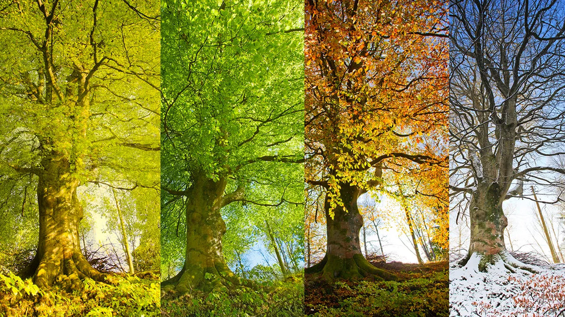 Seborrheic Dermatitis and Seasonal Allergies: Is There a Connection?