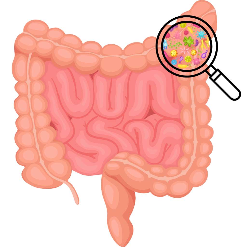 Gut Microbiome vs Skin Microbiome