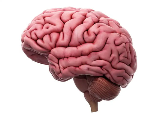Seborrheic Dermatitis and the Brain-Skin Connection: Is There More to the Story?