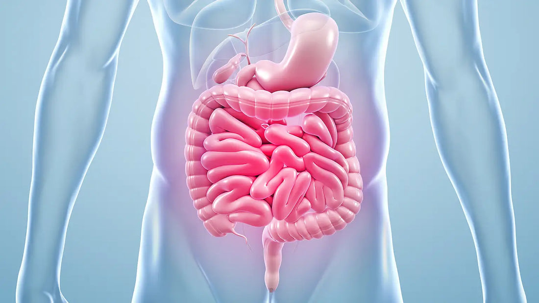 The Gut-Skin Axis: Can Probiotics Improve Seborrheic Dermatitis?