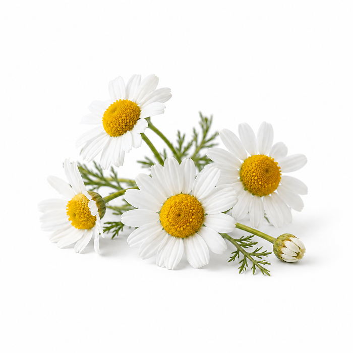 Chamomile