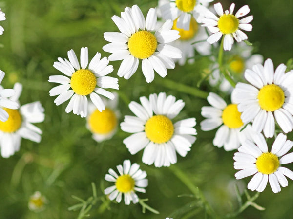 Camomille