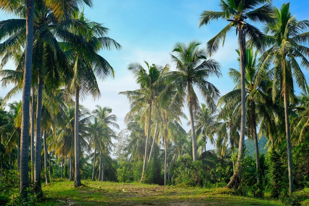 Organic Coconut Estate 