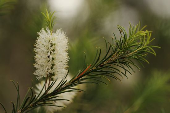 Tea tree plant with white flowers, a natural anti-fungal ingredient in Seb calming serum for seborrheic dermatitis and eczema relief.